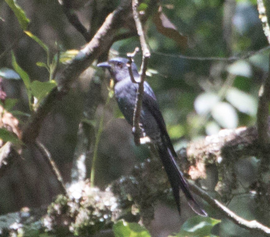 Ashy Drongo - hari kumar