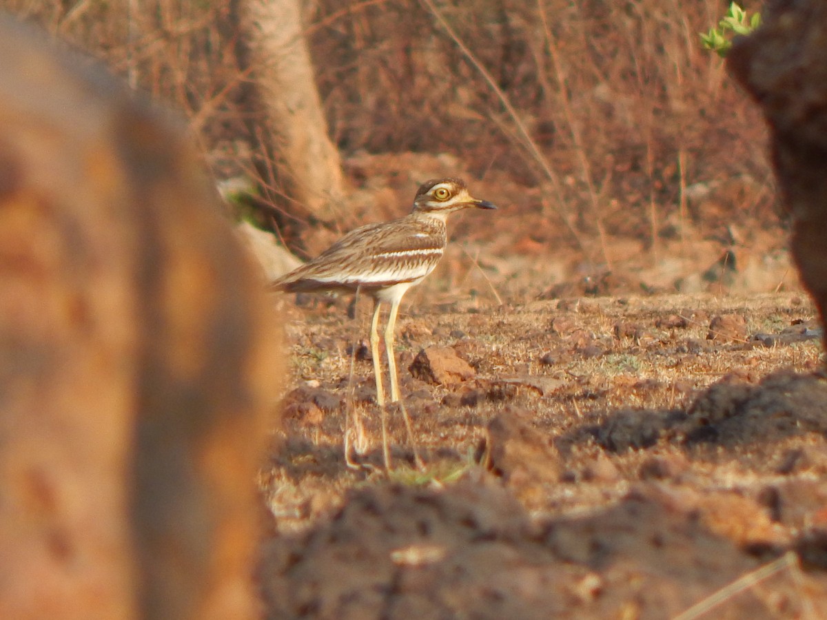 Indian Thick-knee - ML120026551