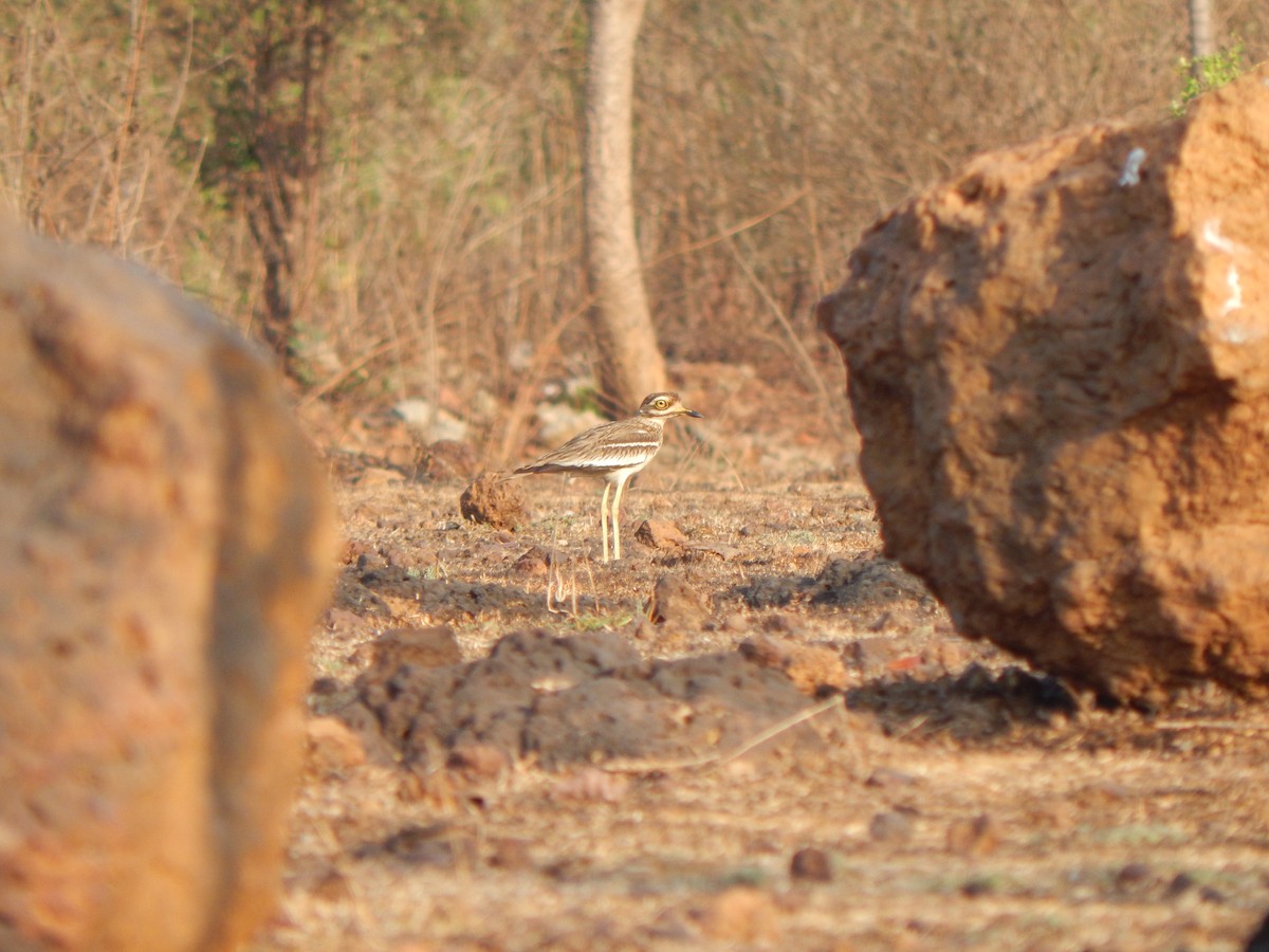Indian Thick-knee - ML120026611