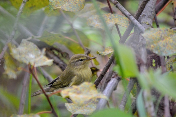 Mosquitero Común - ML120026741