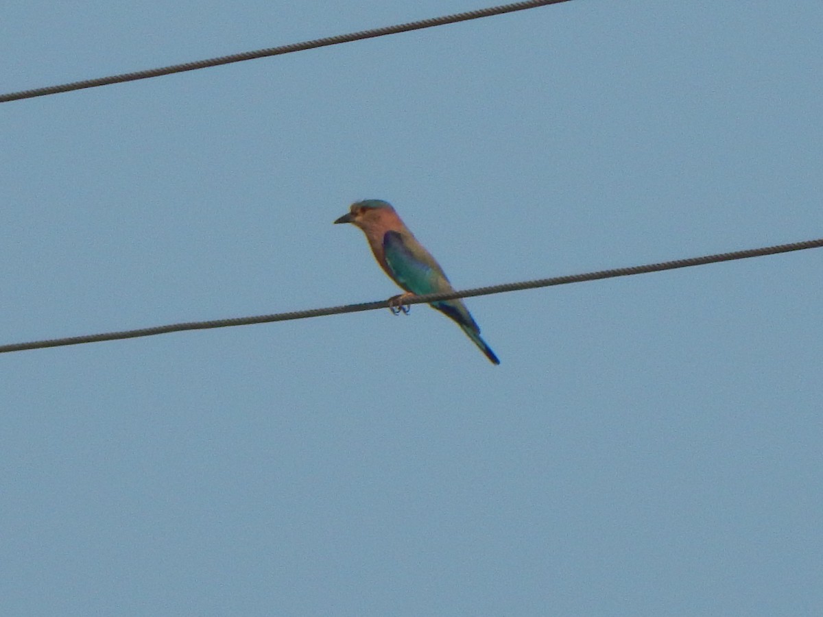 Indian Roller - ML120027001