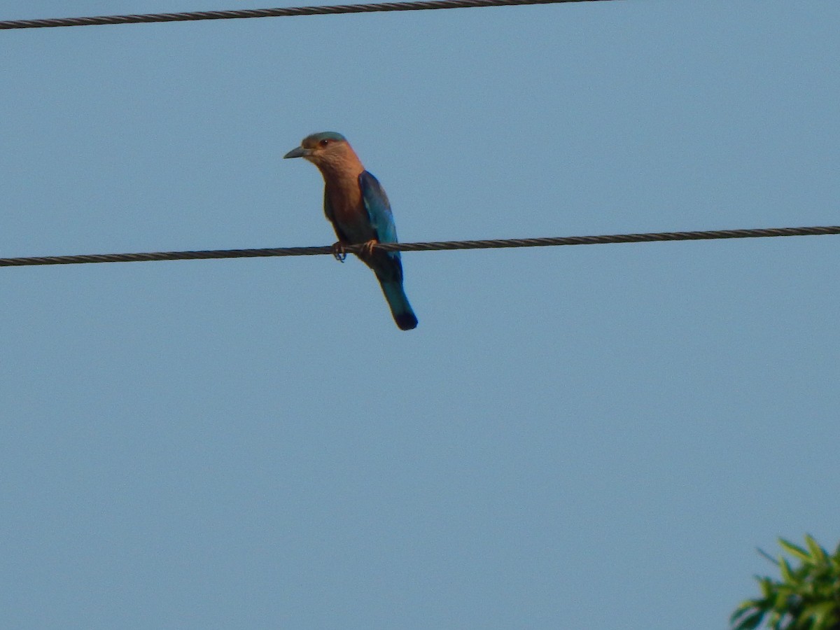 Indian Roller - ML120027011