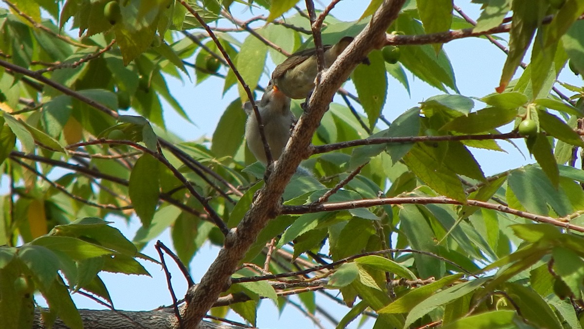 Pale-billed Flowerpecker - ML120027521