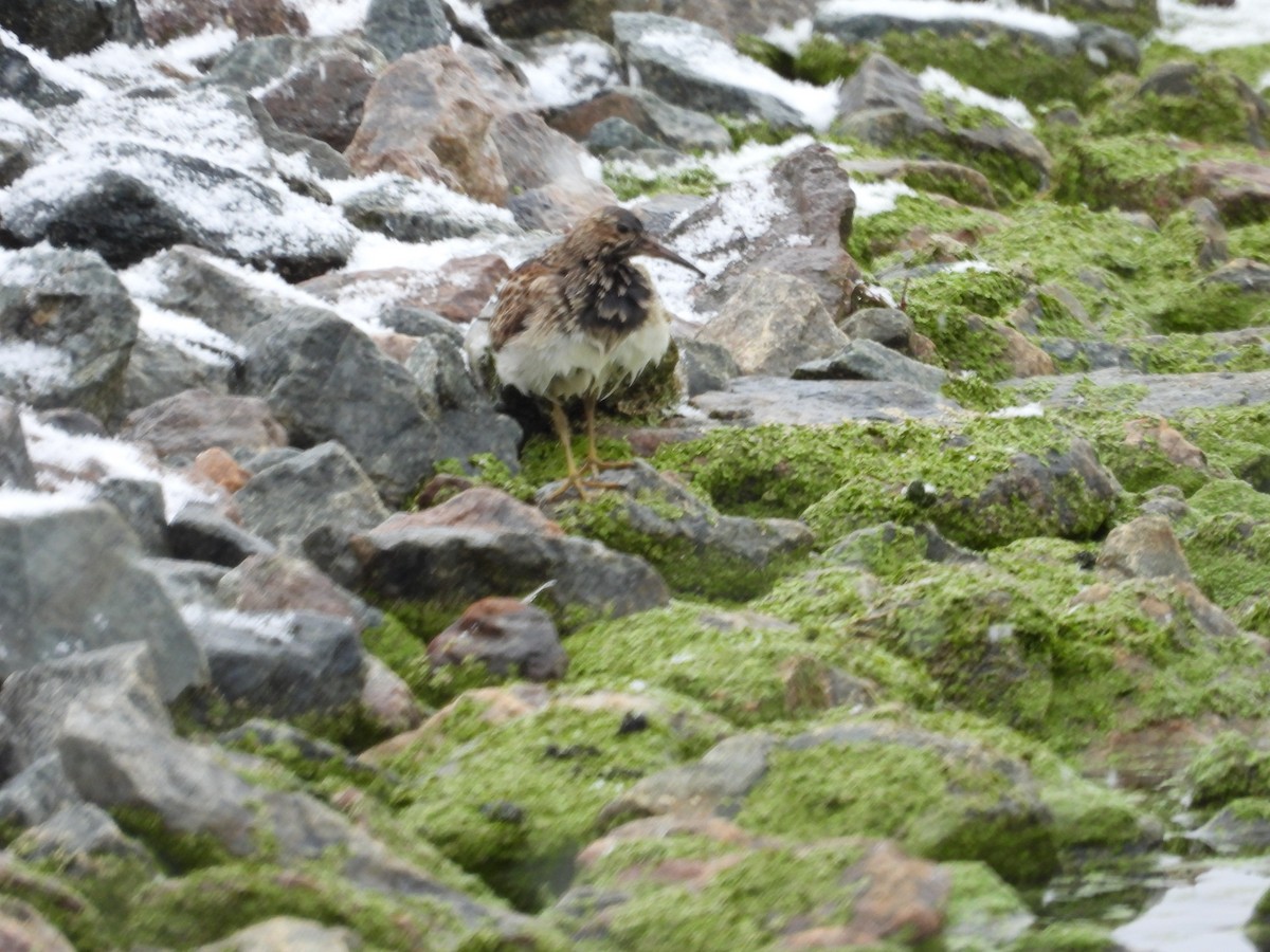 Pectoral Sandpiper - ML120033061