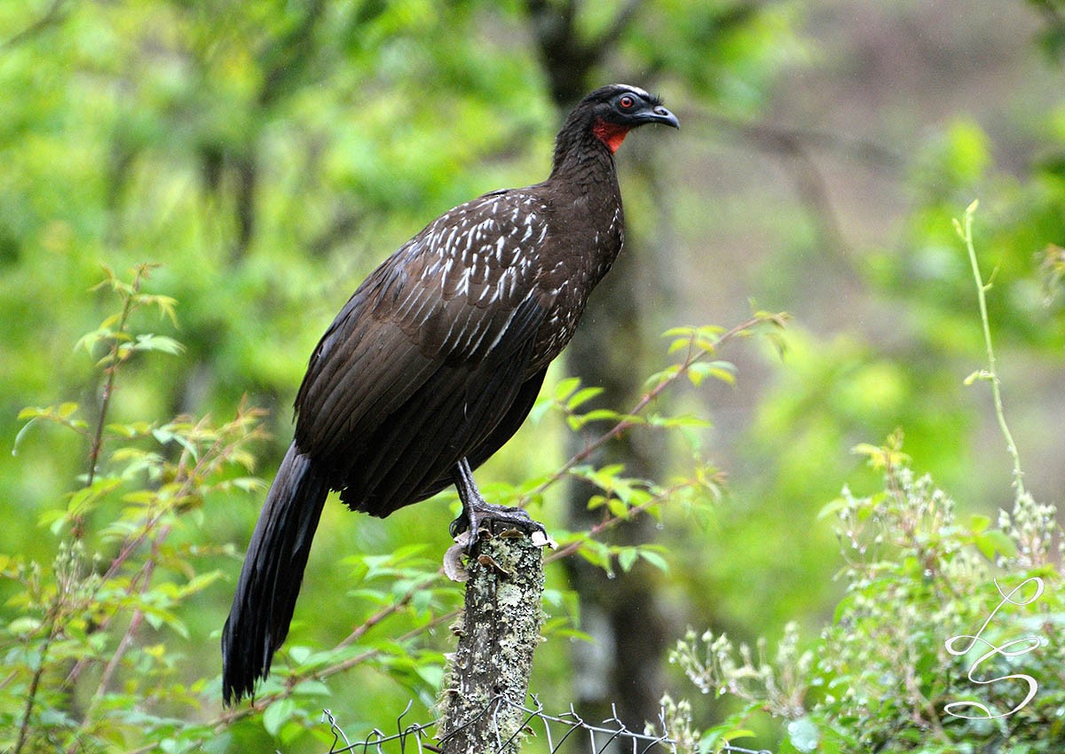 Yungas Guan - ML120034901