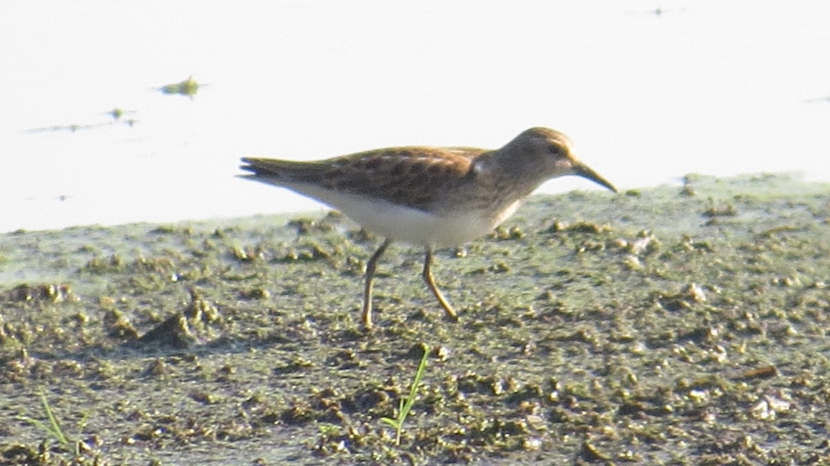 Least Sandpiper - ML120035351