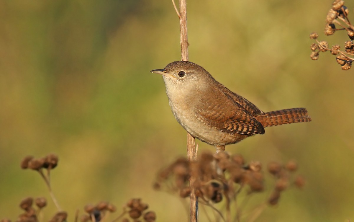 Northern House Wren (Northern) - ML120035491