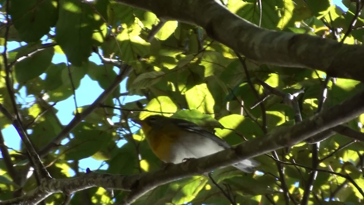 Northern Parula - ML120035751