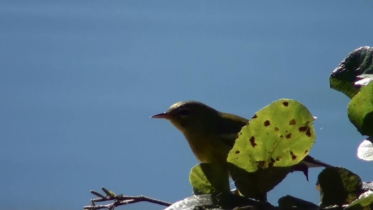 Northern Parula - ML120035761