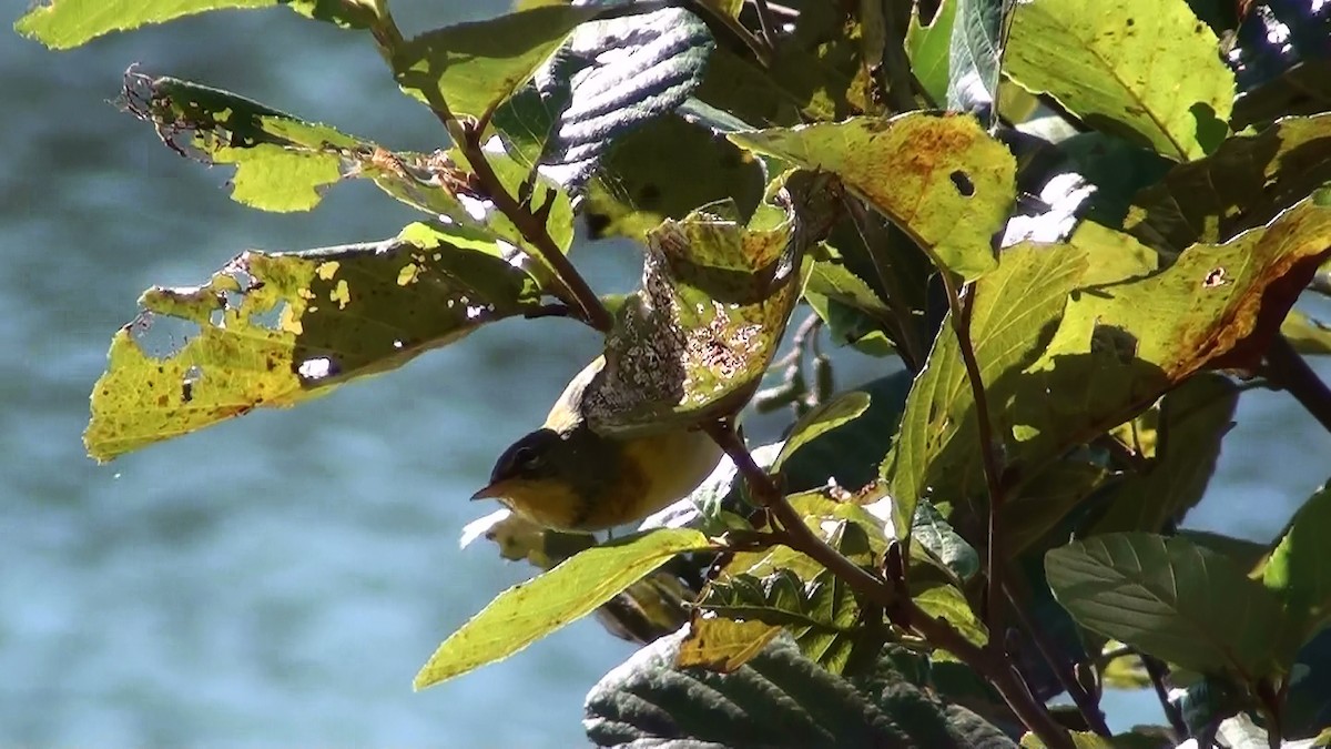 Northern Parula - ML120035851