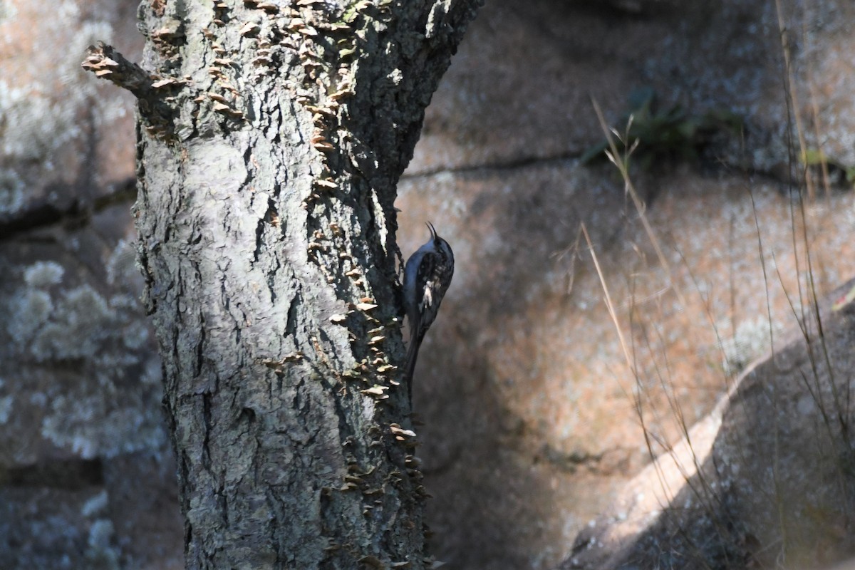 Brown Creeper - Tim Metcalf