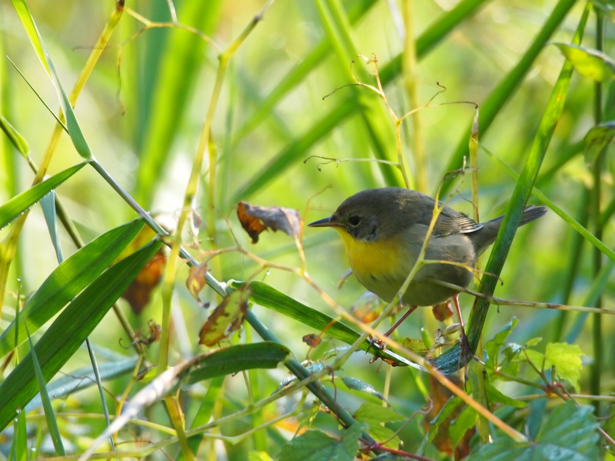 Common Yellowthroat - ML120039111