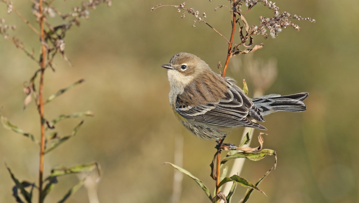 Yellow-rumped Warbler (Myrtle) - ML120040251