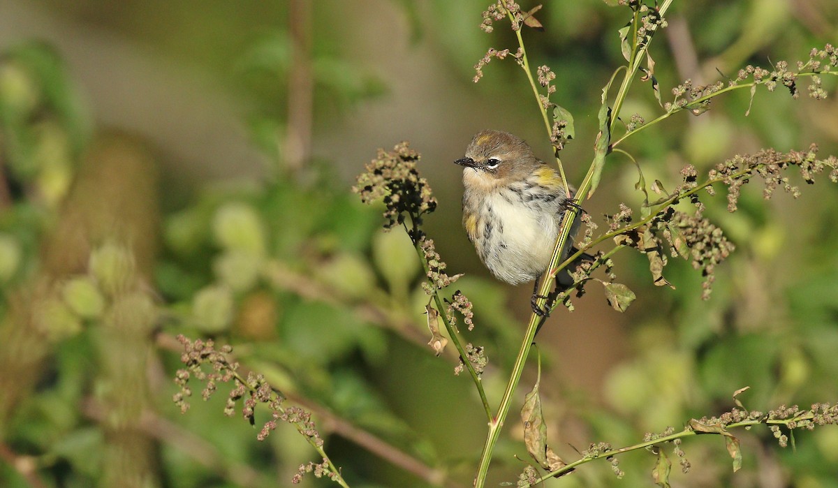 Yellow-rumped Warbler (Myrtle) - ML120040281