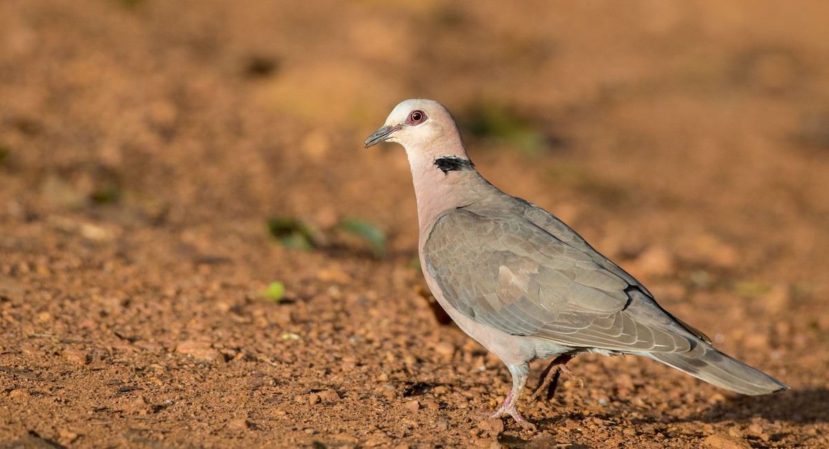 Red-eyed Dove - Ian Davies