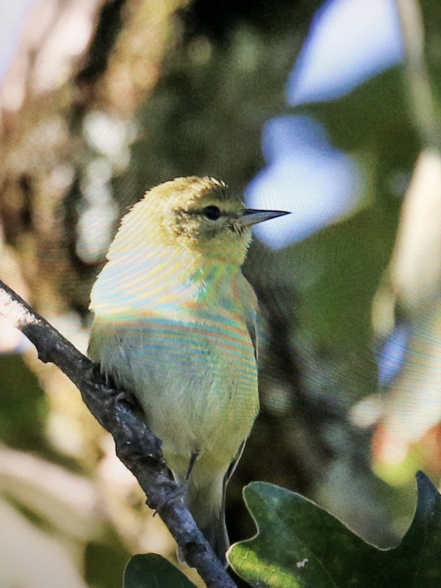 Tennessee Warbler - ML120041161