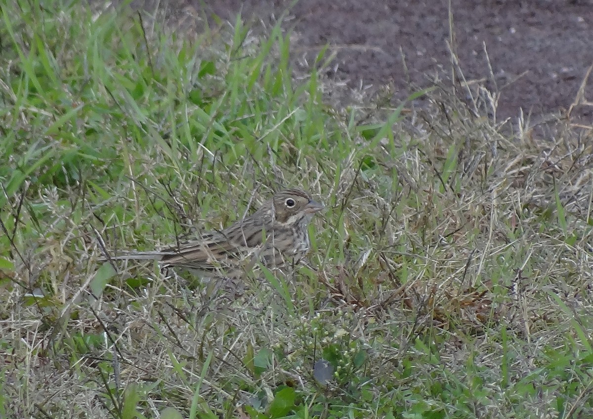 Vesper Sparrow - ML120041191