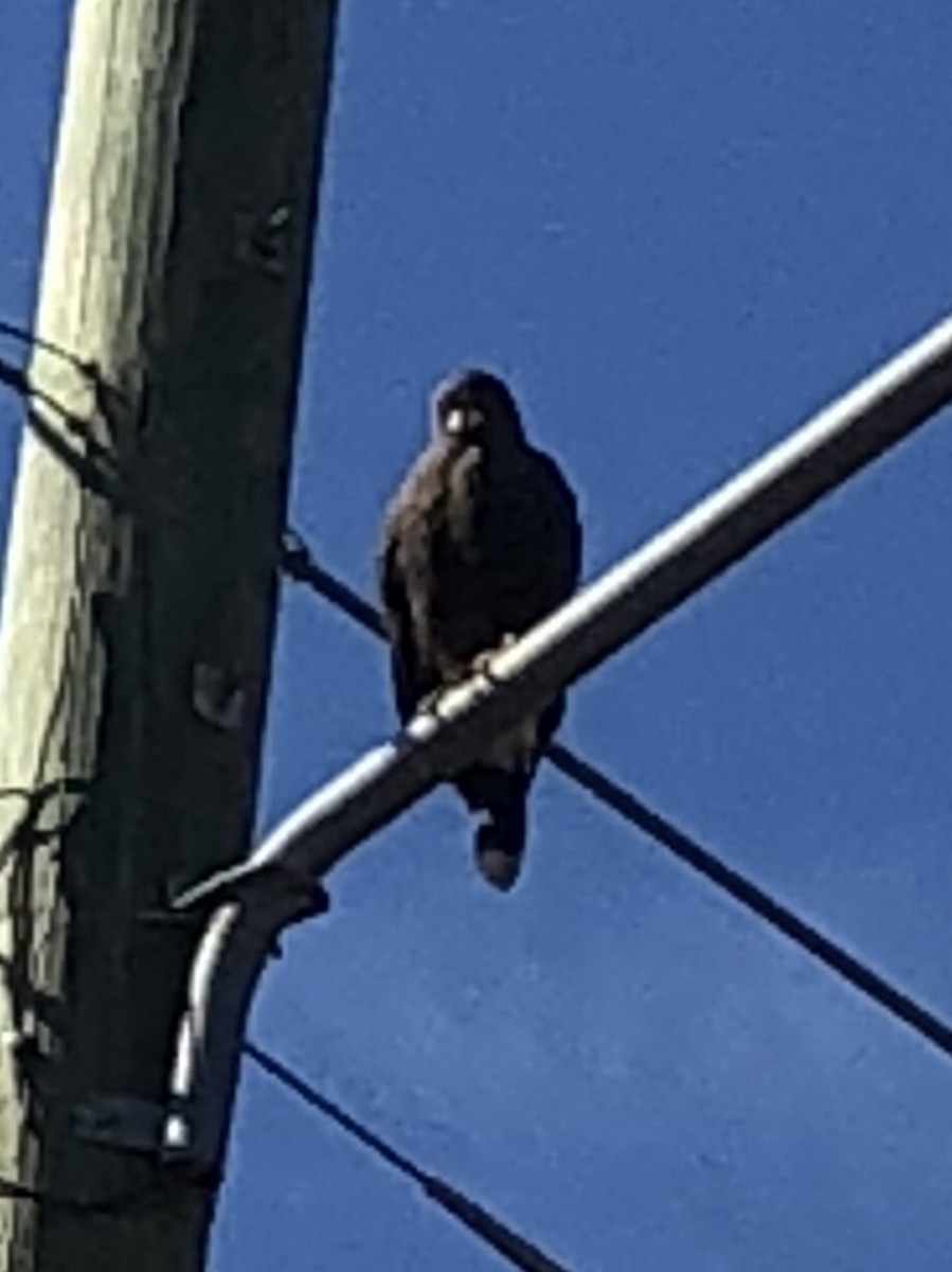 Harris's Hawk - ML120042571