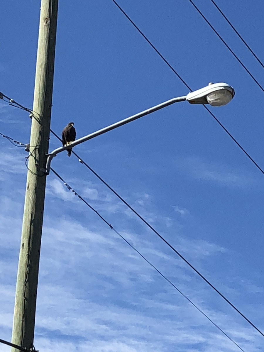 Harris's Hawk - ML120042611