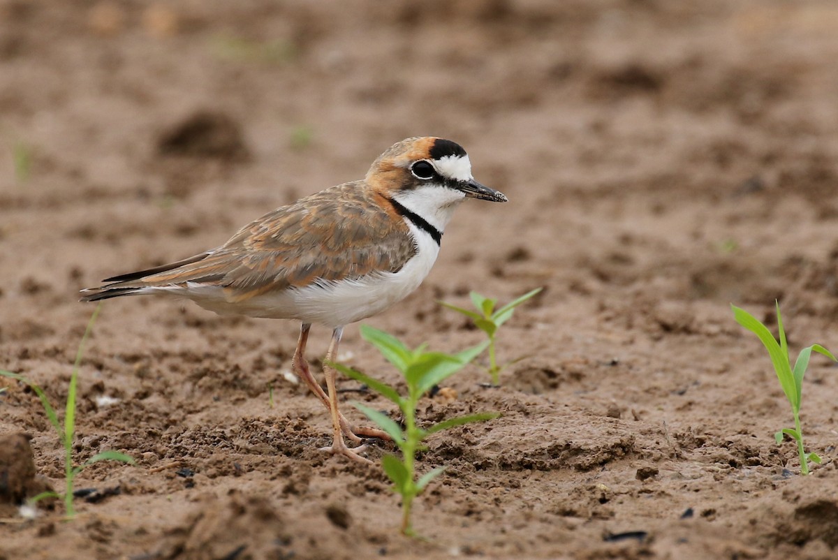 Collared Plover - Matthew Grube