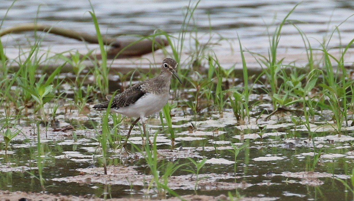 Solitary Sandpiper - ML120043231