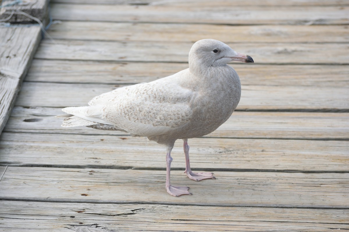 Glaucous Gull - ML120043991