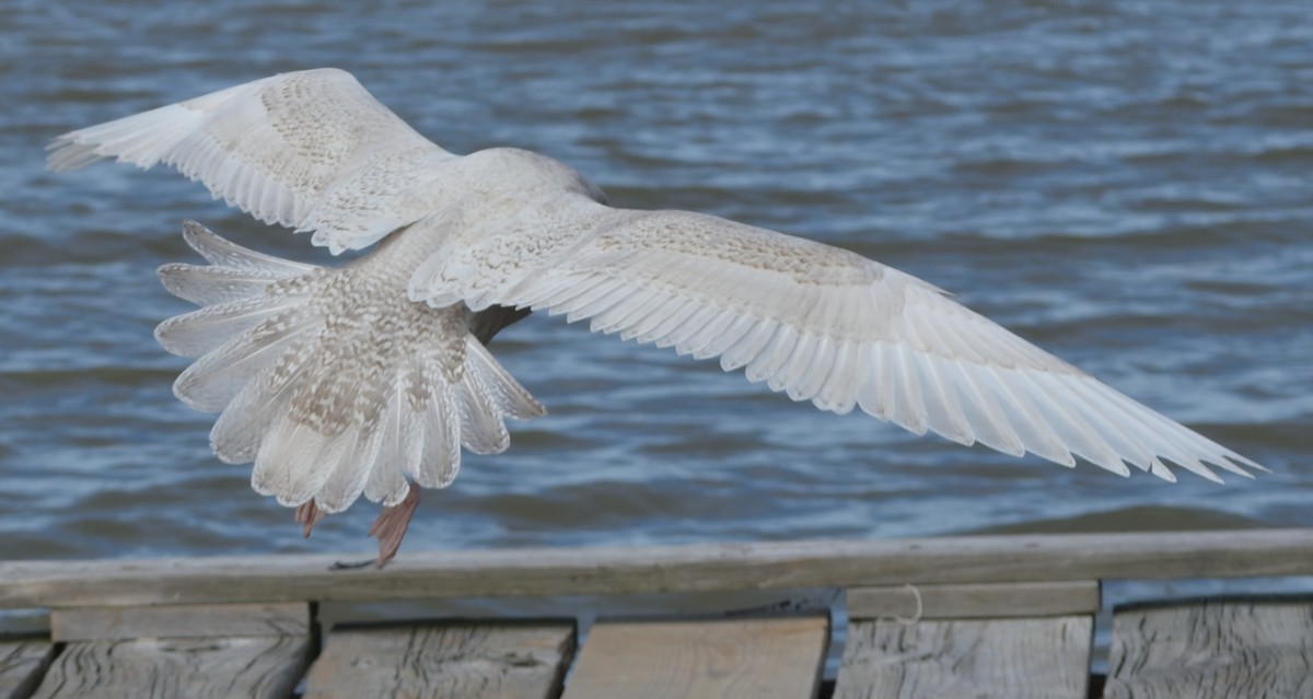 Glaucous Gull - ML120044021