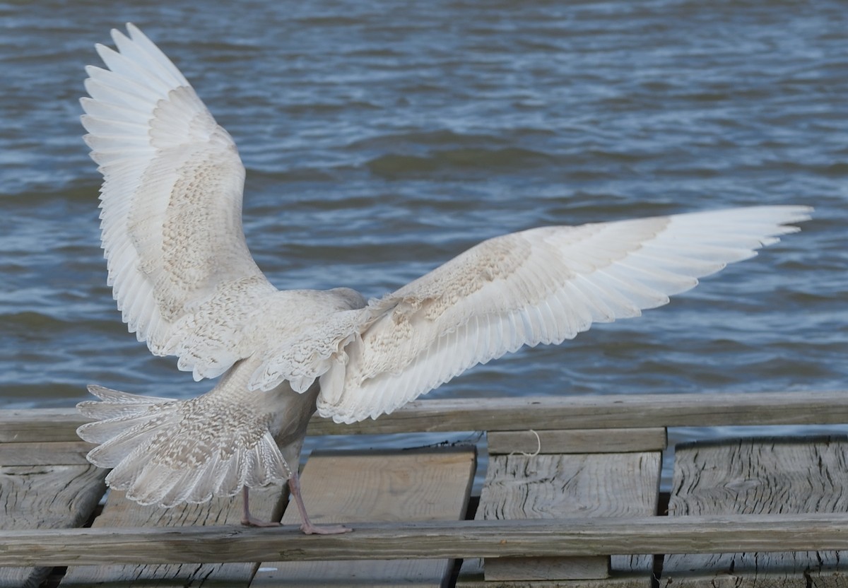 Glaucous Gull - Paul Conover