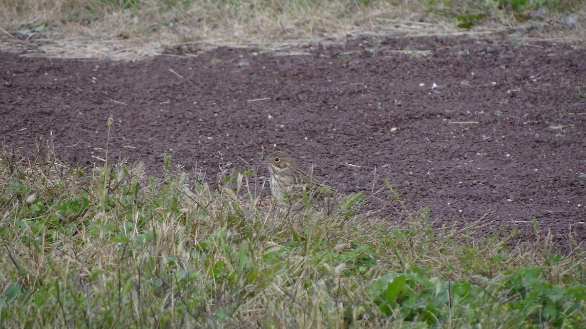 Vesper Sparrow - ML120045031