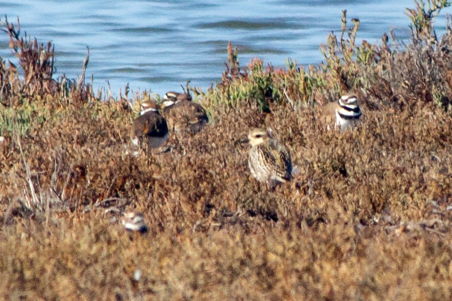 Pacific Golden-Plover - ML120045971