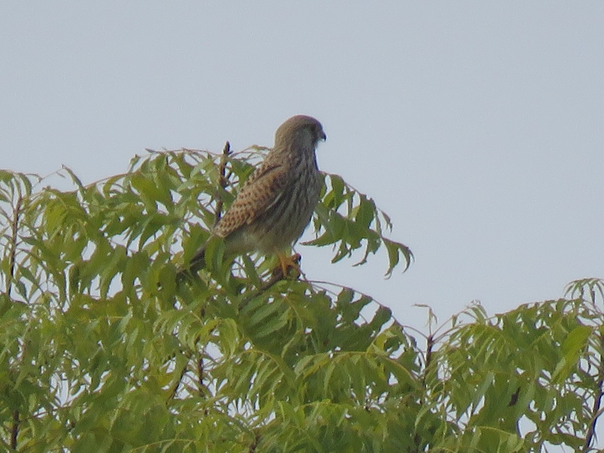 Eurasian Kestrel - ML120046031