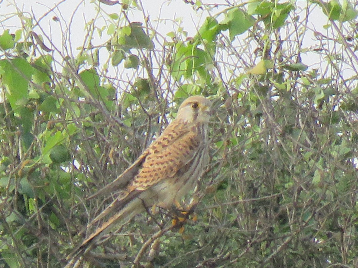 Eurasian Kestrel - ML120046041