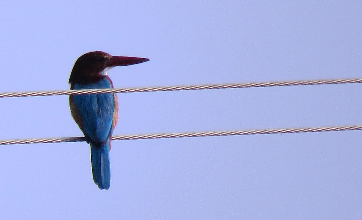 White-throated Kingfisher - ML120046091