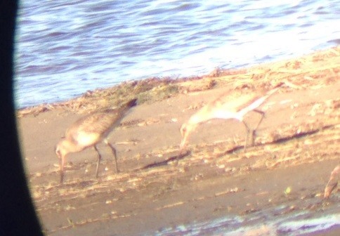 Hudsonian Godwit - ML120046151