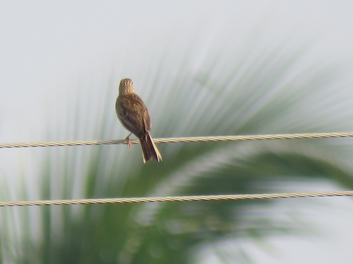 Paddyfield Pipit - ML120046421