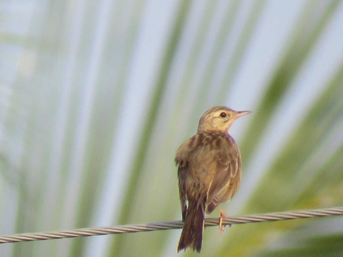 Paddyfield Pipit - ML120046441