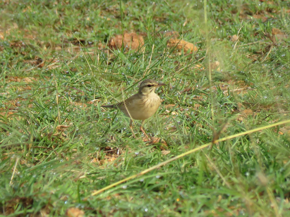 Tawny Pipit - ML120046471