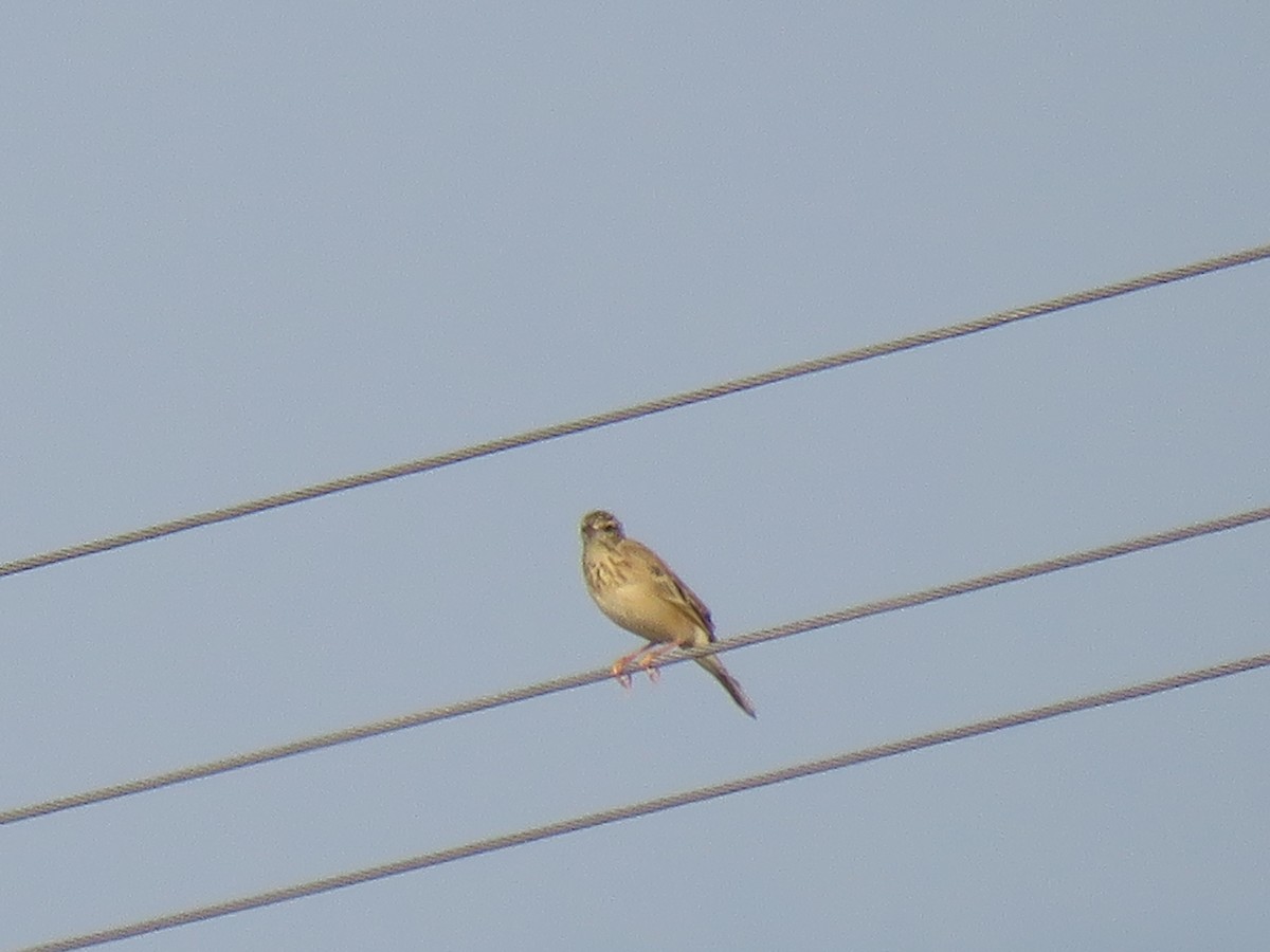 Paddyfield Pipit - ML120046501