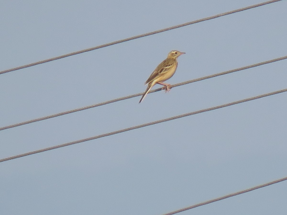 Paddyfield Pipit - ML120046521