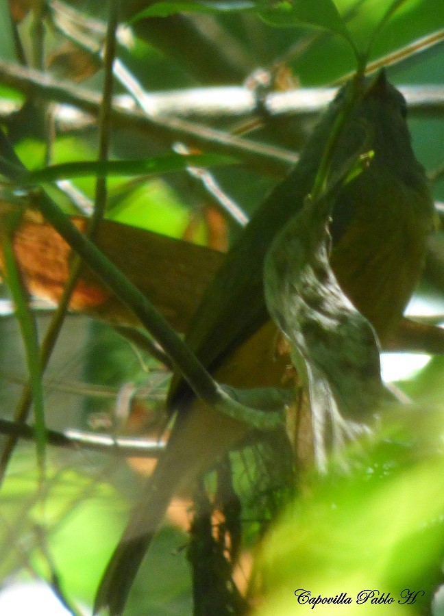 Gray-hooded Flycatcher - Pablo Hernan Capovilla