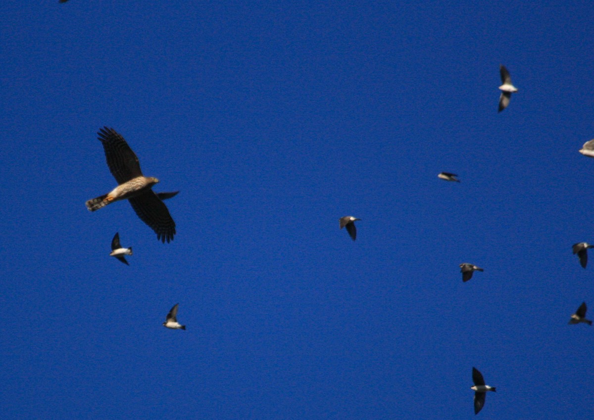 Sharp-shinned Hawk - ML120047081