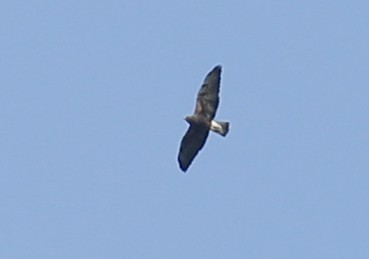 Swainson's Hawk - ML120047831