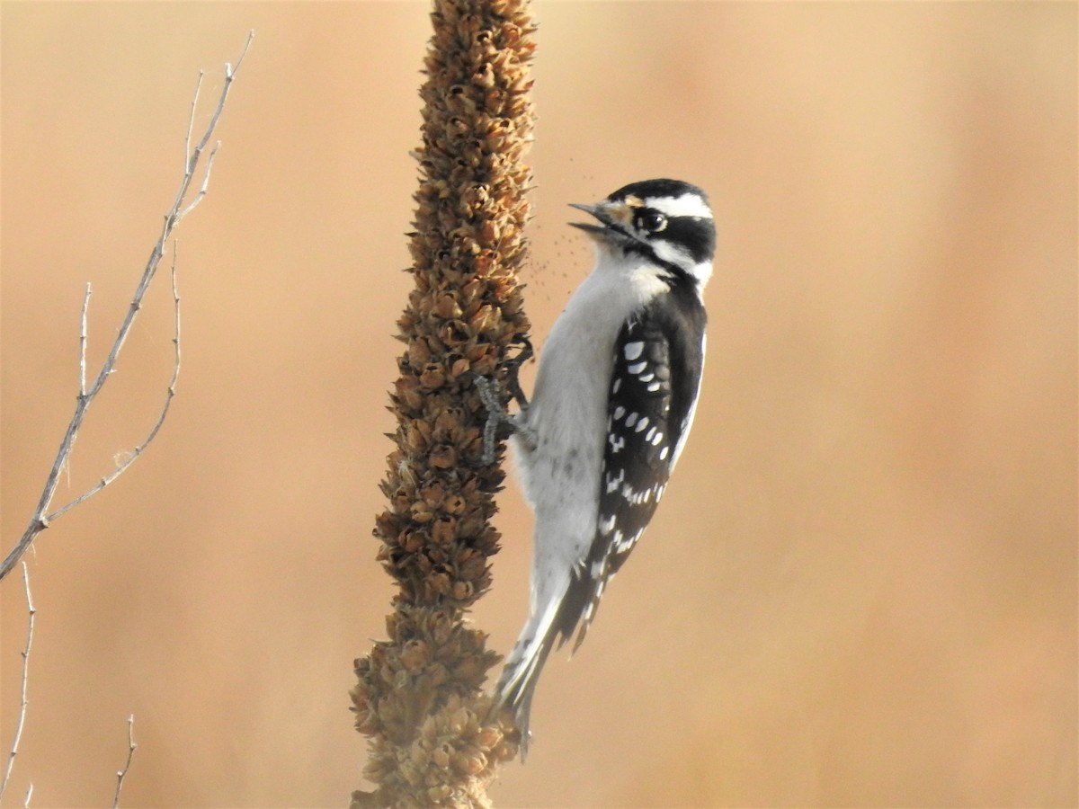 Downy Woodpecker - ML120047931