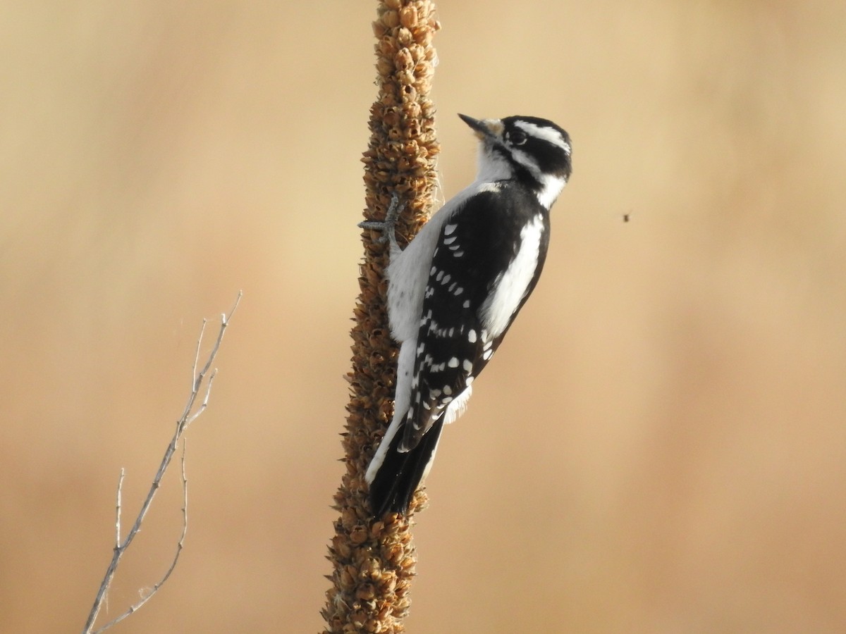 Downy Woodpecker - ML120047961