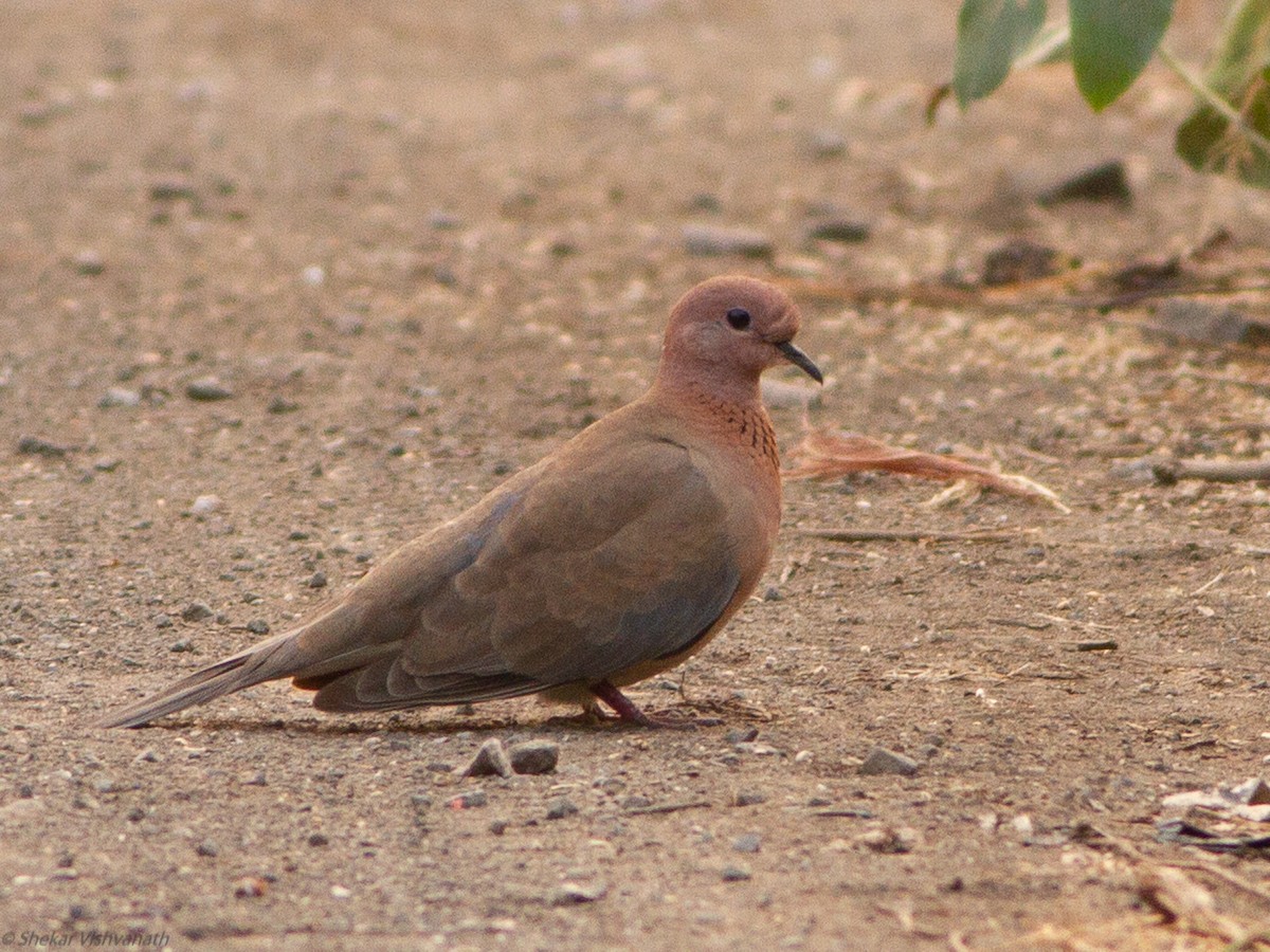 Laughing Dove - ML120048201