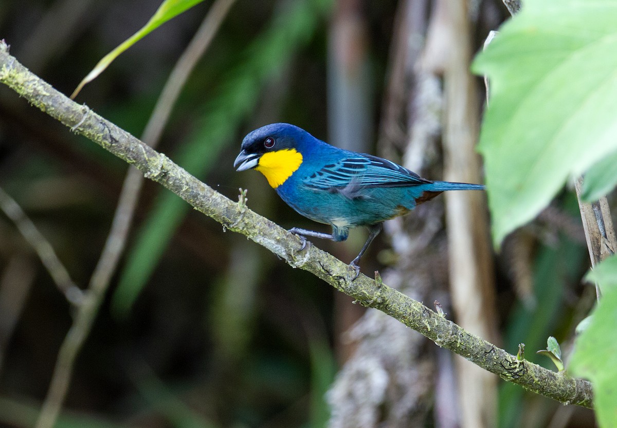 Purplish-mantled Tanager - ML120048271