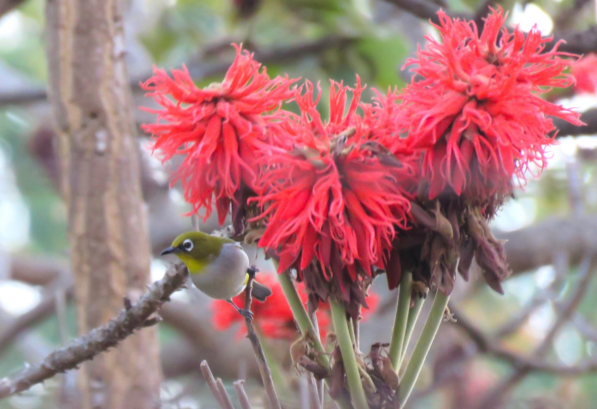 Zostérops malgache - ML120048991