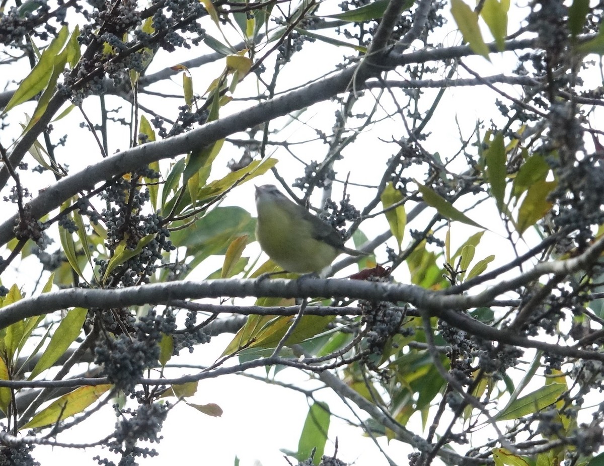 Philadelphia Vireo - Thomas Rohtsalu