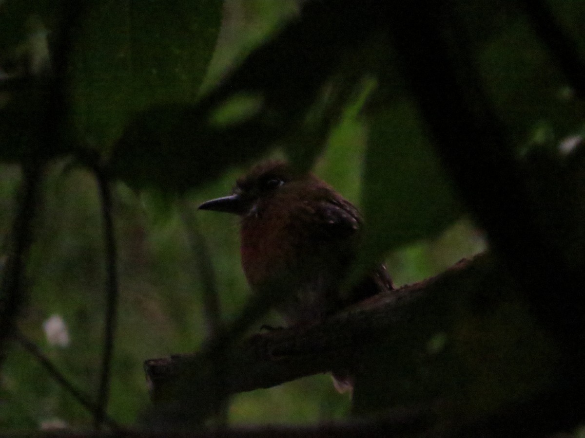 Moustached Puffbird - ML120052081