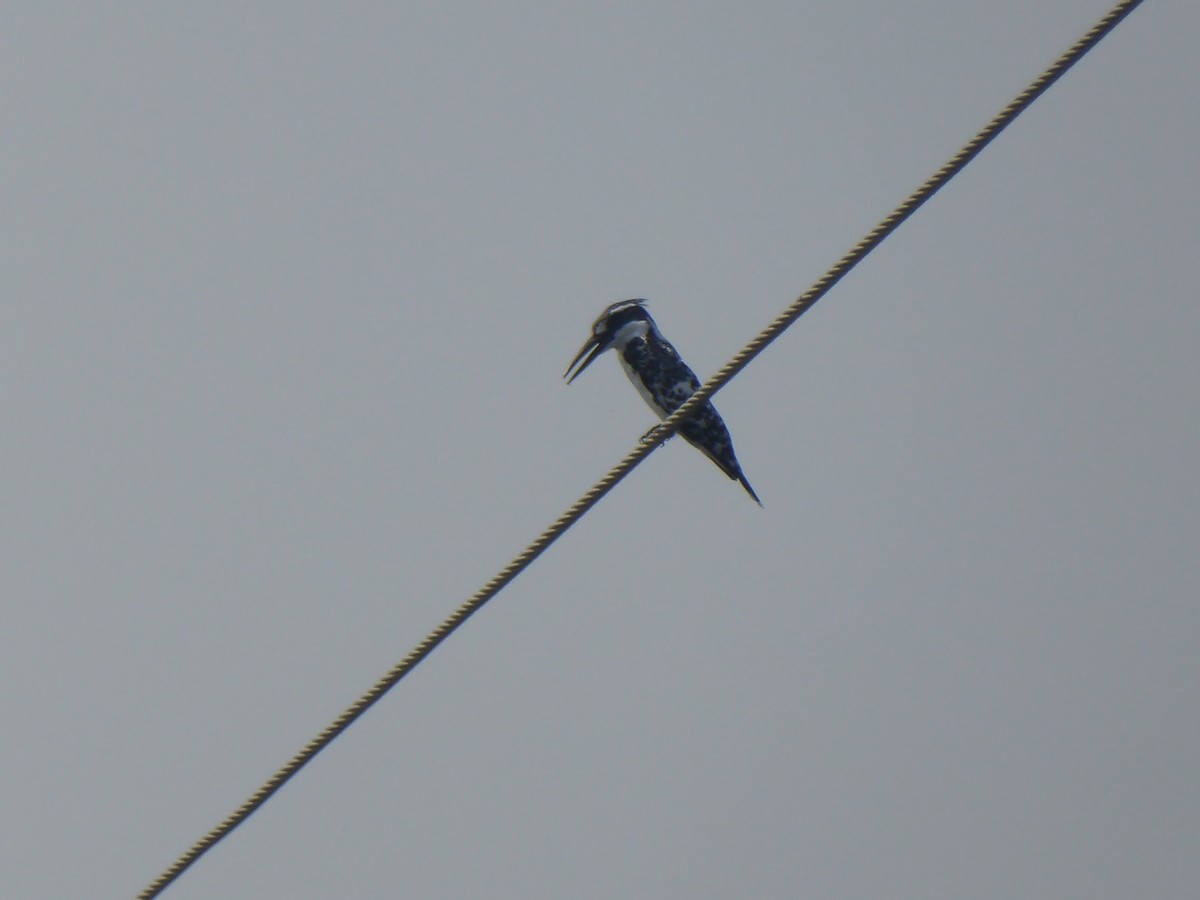 Pied Kingfisher - ML120052181